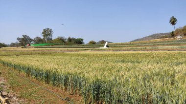 Kırsalda yeşil pirinç tarlası
