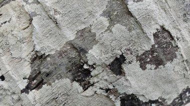 eski ahşap doku. arka plan.