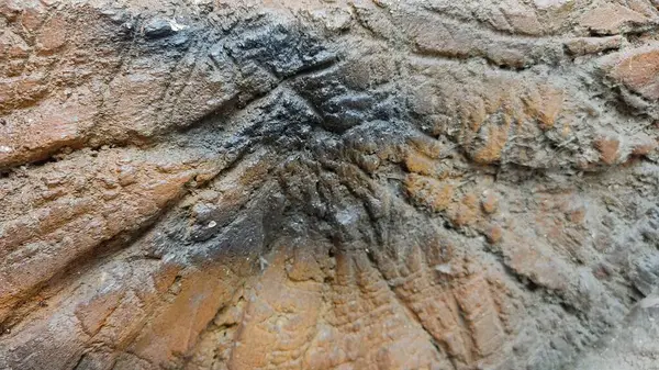 Eski ahşabın dokusu