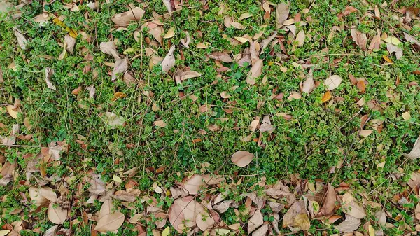 Yerde yeşil çimenler