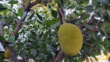 Bahçedeki ağaçtaki olgun sarı meyvelerin yakın görüntüsü..
