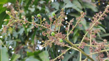 yeşil yapraklar, bitki örtüsü ve doğa