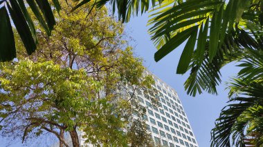 Parktaki palmiye ağacı