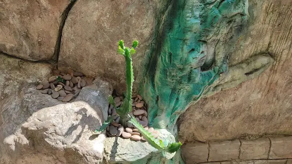 Bir ağaç gövdesini kapatın.