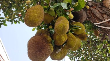 Bahçede olgun sarı elmalar