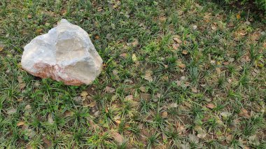 Bahçedeki yeşil çimenler