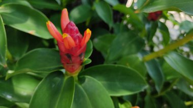 Güzel botanik fotoğrafı, doğal duvar kağıdı.