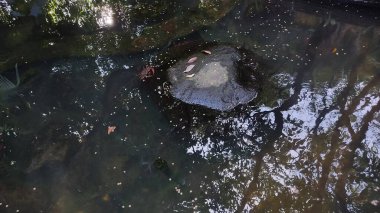 Güzel göl manzarası