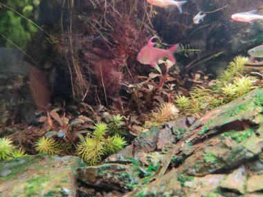 Akvaryumdaki güzel tropikal balıklar