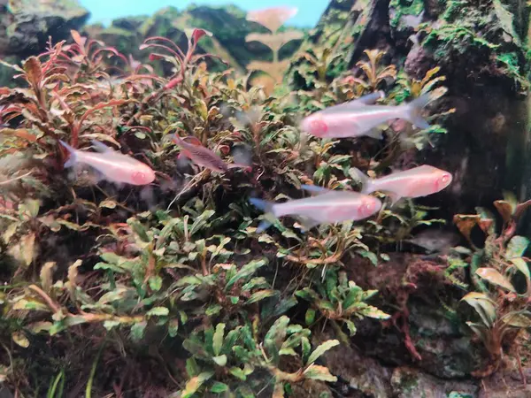 Mercan resifinin sualtı fotoğrafı