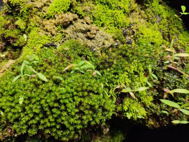 Ağaçta yosun ve yosun var.