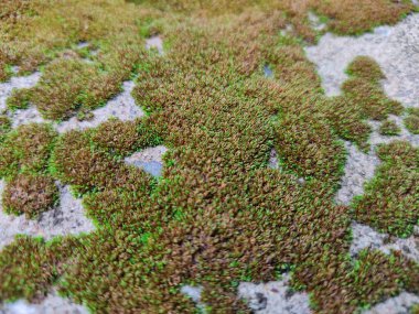 Ormanda yeşil yosun