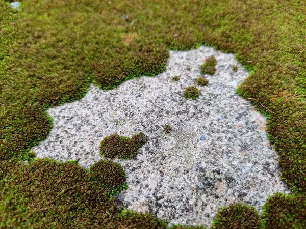 Ormandaki çimlerde yosun var.