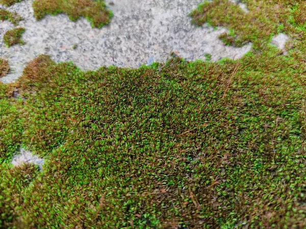 Yeşil yosun dokusu. Yerde yeşil yosun var.