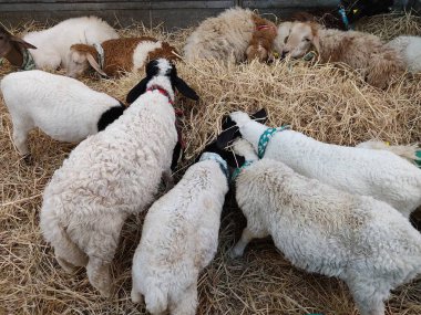 Çiftlikteki koyunlar