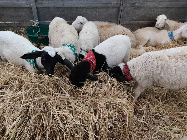 Çiftlikte koyun sürüsü