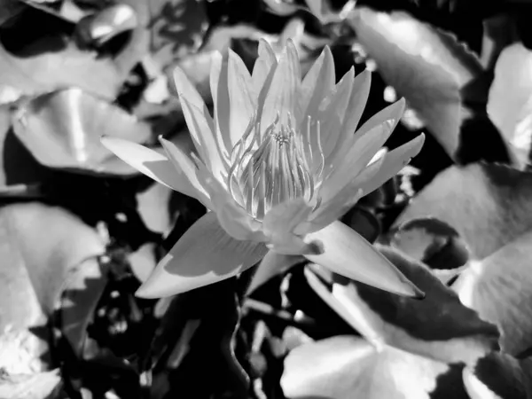 Bahçedeki beyaz nilüfer çiçeği