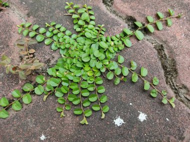 Ağaçtaki yeşil yosun