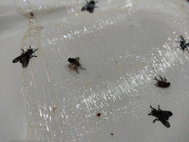 Beyaz ve kahverengi bir balığa yaklaş.