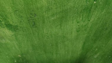 yeşil yaprak dokusu, soyut doğa arkaplanı