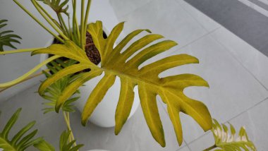 Yeşil yapraklar, bitki örtüsü.