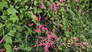 Bahçedeki güzel çiçekler