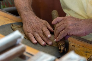 Close up of cigar rolling in Cuba clipart