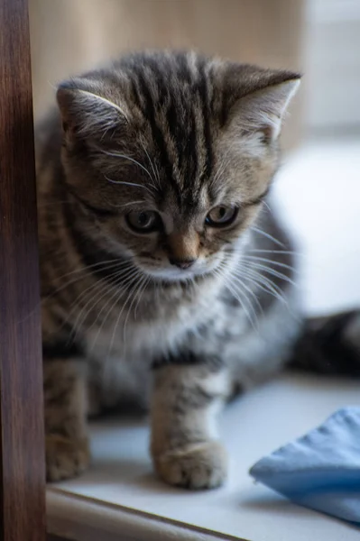 Pencerenin Kenarındaki Küçük Skoç Kedi Yavrusu — Stok fotoğraf