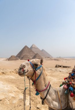 Giza Piramitlerinin önünde renkli eyerli bir deve duruyor.