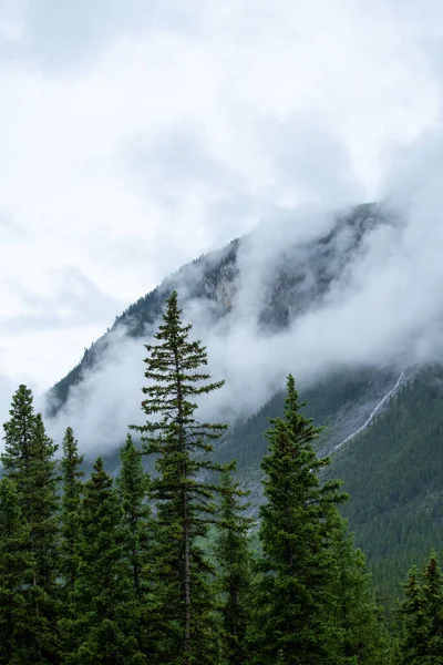 Nebbia Nebbiosa Pineta Montagna Nelle Montagne Rocciose Canadesi — Foto Stock