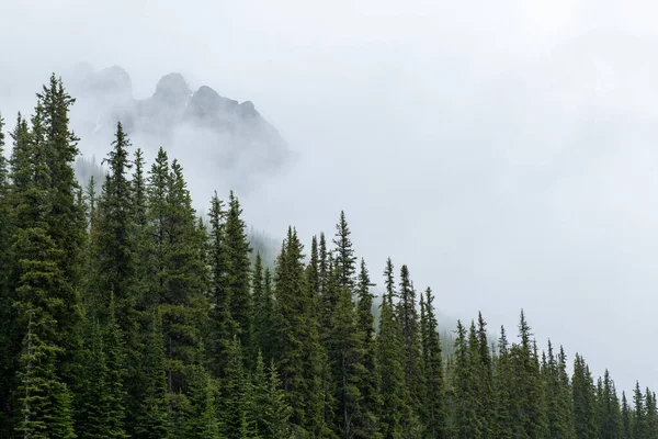 Nebbia Nebbiosa Pineta Montagna Nelle Montagne Rocciose Canadesi — Foto Stock