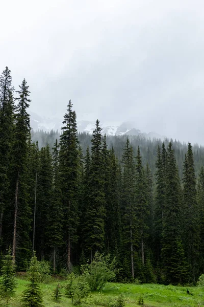 Floresta Pinheiros Montanha Nebulosa Nebulosa Nas Montanhas Rochosas Canadenses — Fotografia de Stock