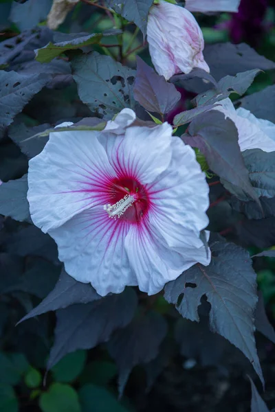 Біла Квітка Гібіскуса Червоним Центром Оточенні Зеленого Листя — стокове фото