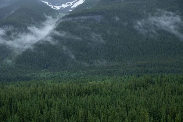 Mlhavý Mlhavý Borový Les Kanadských Skalistých Horách — Stock fotografie