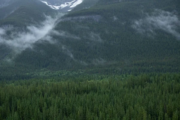 Nebbia Nebbiosa Pineta Montagna Nelle Montagne Rocciose Canadesi — Foto Stock