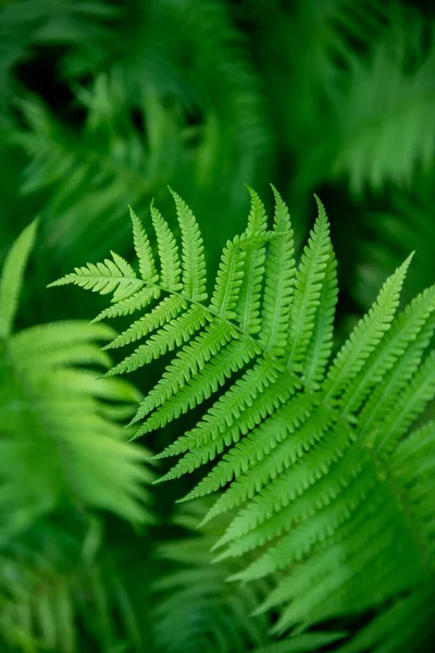 Bright Green Close Fern Leaves Blurry Background Beautiful Texture — Stock Photo, Image