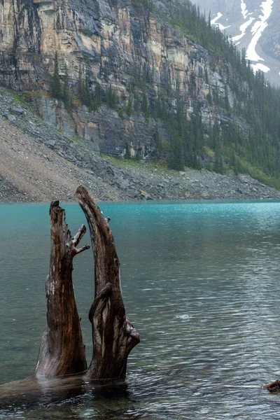 Старая Сломанная Кора Дерева Торчит Бирюзового Озера Банф Альберта — стоковое фото