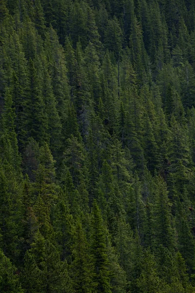 Vue Aérienne Forêt Pins Verts Banff Canada — Photo