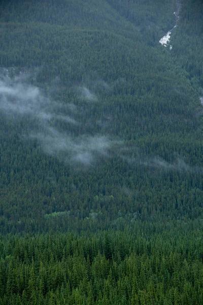 Floresta Pinheiros Montanha Nebulosa Nebulosa Nas Montanhas Rochosas Canadenses — Fotografia de Stock