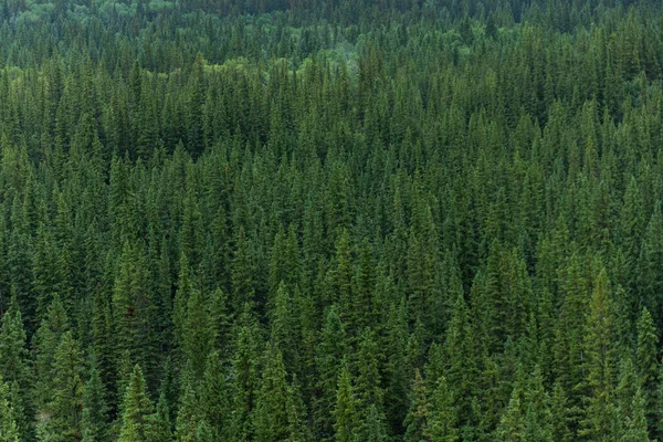 Vue Aérienne Forêt Pins Verts Banff Canada — Photo