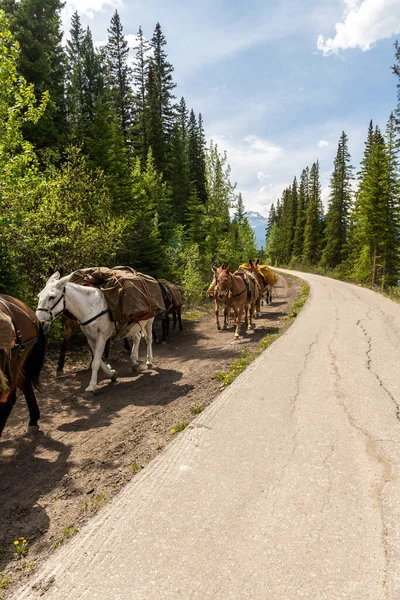 Yol kenarında eyerli katırlar ve Banff Canada 'da etrafını çevreleyen ağaçlar. Katır Sürüşü Gezisi