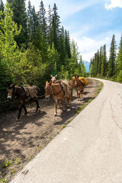 stock image Mules with saddles by the roadside with surrounding trees in Banff Canada
