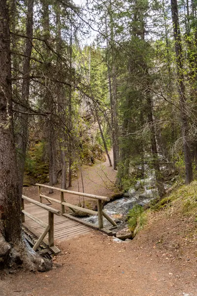 Banff Canada 'da bir ormandaki tatlı su gölü üzerindeki ahşap köprü