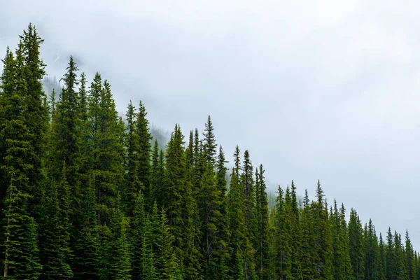 Mlhavý Mlhavý Horský Borový Les Kanadských Skalistých Horách Symetrické Tapety — Stock fotografie