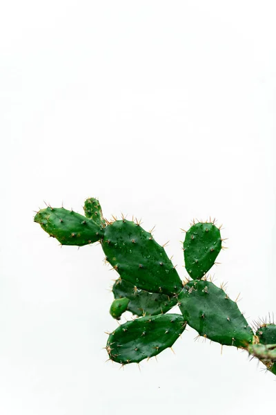 Lush Green Tropical Thorny Cactus White Background — Stock Photo, Image