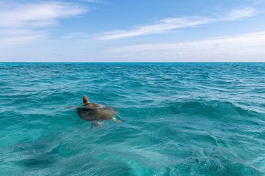 Vahşi deniz kaplumbağası Quintana Roo Mexico 'da derin deniz yüzeyinde yüzüyor.