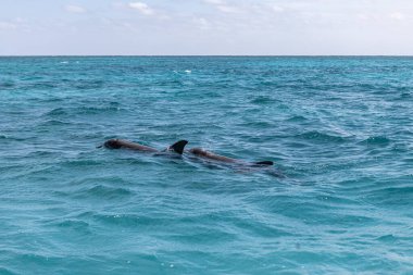 Vahşi yunuslar Quintana Roo Mexico 'da derin deniz yüzeyinde yüzüyorlar.