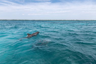Vahşi yunuslar Quintana Roo Mexico 'da derin deniz yüzeyinde yüzüyorlar.