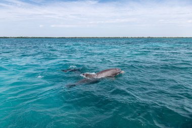 Vahşi yunuslar Quintana Roo Mexico 'da derin deniz yüzeyinde yüzüyorlar.
