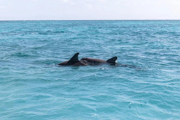 Vahşi yunuslar Quintana Roo Mexico 'da derin deniz yüzeyinde yüzüyorlar.